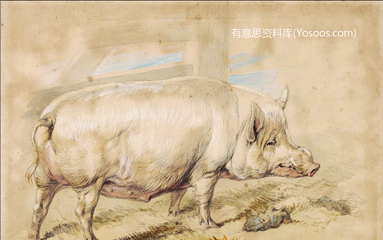 爱德温兰西尔-母猪-A Sow